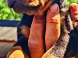 Muhteşem doberman yavrularımız