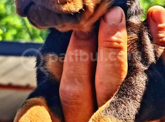 Muhteşem Doberman Yavrularımız