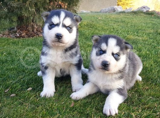 Maviş Gözlü Safkan Husky Minikler