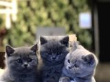Güzeller Güzeli̇ Bebekleri̇m Yeni̇ Ai̇lesi̇ne Kavuşmaya Hazir