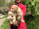 Maltipoo Yavrularım Sağlık Ve Irk Garantilidir