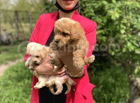 Maltipoo Yavrularım Sağlık Ve Irk Garantilidir görsel