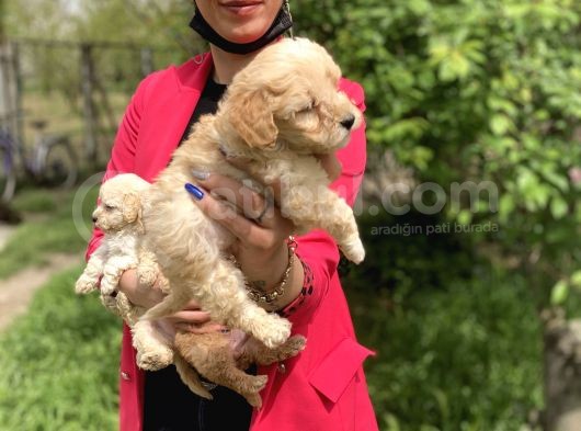 Maltipoo Yavrularım Sağlık Ve Irk Garantilidir görsel
