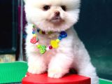 pOMERANİAN BOO