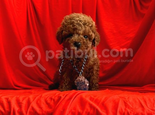 Orji̇nal Poodle Yavrular görsel
