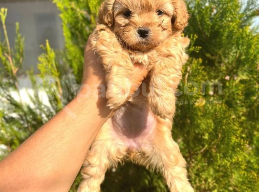 Malti̇poo Yavruları Irk Ve Sağlık Garantili