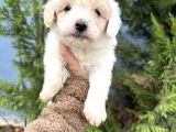 Küçük Maltipoo Oğlum
