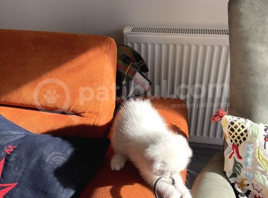 Pamuk Gibi Güzellikte Scottish Bebeğimiz görsel