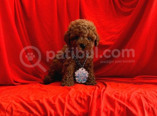 Orji̇nal Poodle Yavrular görsel