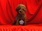 Orji̇nal Poodle Yavrular