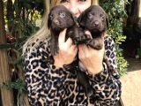 Mükemmel Çikolata Labrador Retriever Yavrularımız