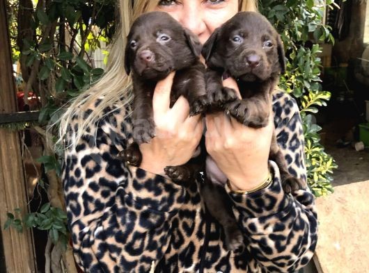 Mükemmel Çikolata Labrador Retriever Yavrularımız görsel