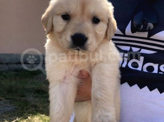 Baby Face Yüz Yapili Golden Yavrulari
