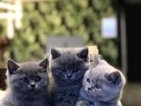 Güzeller Güzeli̇ Bebekleri̇m Yeni̇ Ai̇lesi̇ne Kavuşmaya Hazir