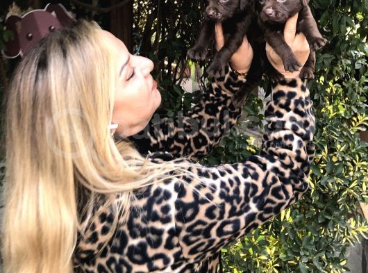 Mükemmel Çikolata Labrador Retriever Yavrularımız görsel