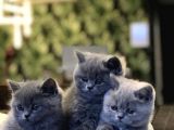 Güzeller Güzeli̇ Bebekleri̇m Yeni̇ Ai̇lesi̇ne Kavuşmaya Hazir