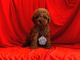 ORJİNAL POODLE YAVRULAR