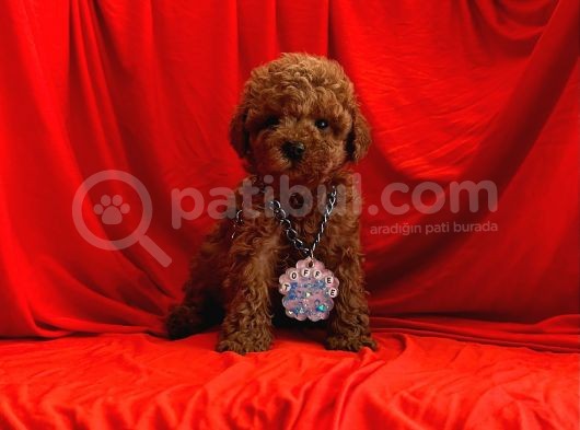 Orji̇nal Poodle Yavrular