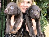 Mükemmel Çikolata Labrador Retriever Yavrularımız