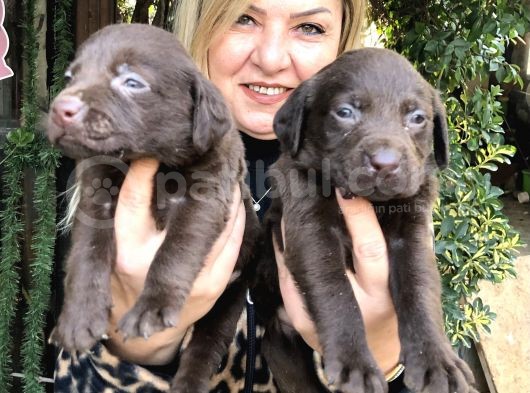 Mükemmel Çikolata Labrador Retriever Yavrularımız görsel