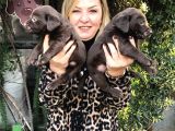 Mükemmel Çikolata Labrador Retriever Yavrularımız