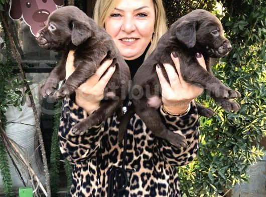 Mükemmel Çikolata Labrador Retriever Yavrularımız görsel