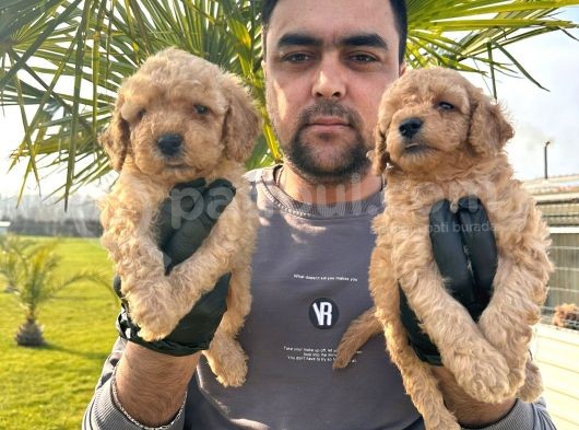 Çok Tatlı Toy Poodle Yavruları görsel