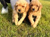 Çok Tatlı Toy Poodle Yavruları