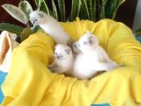 Scottish Fold Yavrular