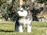 Maviş Gözlü Safkan Husky Minikler