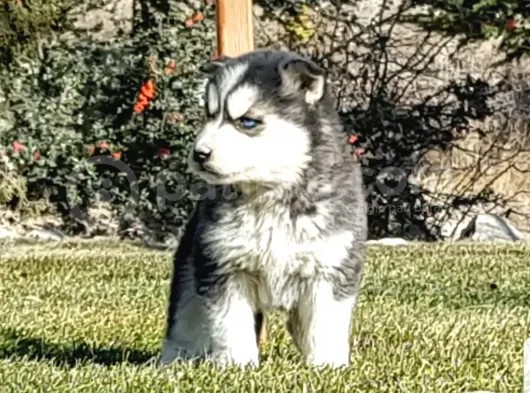 Maviş Gözlü Safkan Husky Minikler görsel