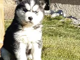Maviş Gözlü Safkan Husky Minikler