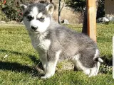 Maviş Gözlü Safkan Husky Minikler