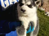 Maviş Gözlü Safkan Husky Minikler