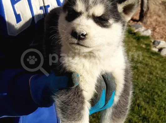 Maviş Gözlü Safkan Husky Minikler görsel