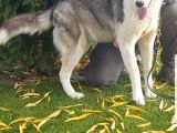 Maviş Gözlü Safkan Husky Minikler