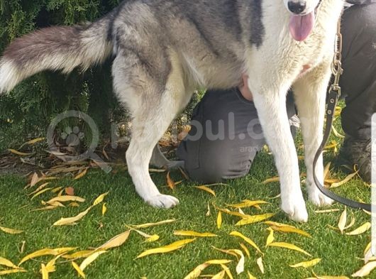 Maviş Gözlü Safkan Husky Minikler görsel