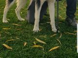 Maviş Gözlü Safkan Husky Minikler