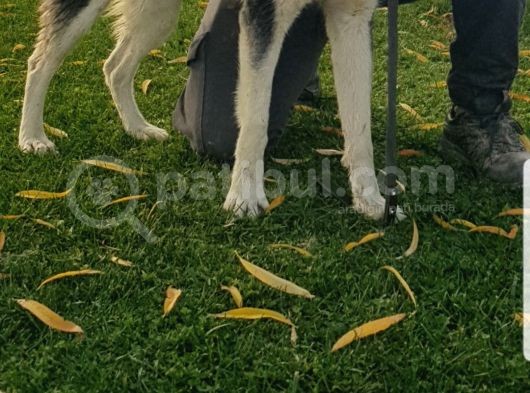 Maviş Gözlü Safkan Husky Minikler görsel
