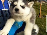 Maviş Gözlü Safkan Husky Minikler