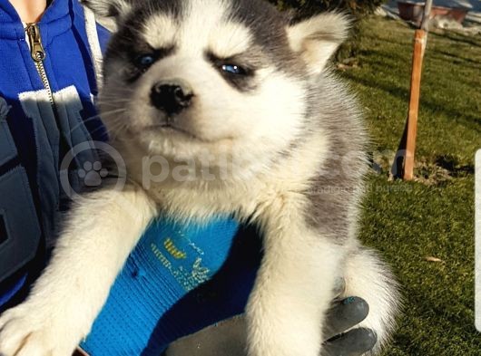 Maviş Gözlü Safkan Husky Minikler görsel