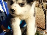 Maviş Gözlü Safkan Husky Minikler
