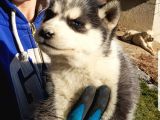 Maviş Gözlü Safkan Husky Minikler