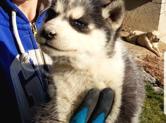 Maviş Gözlü Safkan Husky Minikler görsel