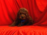 Safkan Redbrown Toy Poodle Yavrularımız