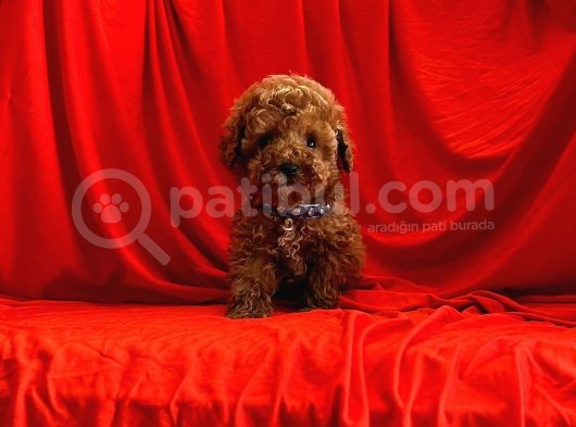 Safkan Redbrown Toy Poodle Yavrularımız görsel
