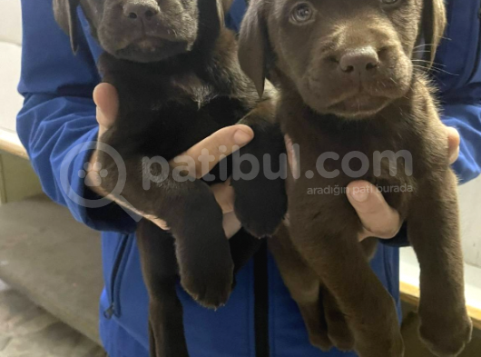 Original Cikolata Labradorlar (Anne Baba Fotosu Mevcut)