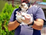 Shi̇h Tzu Yavrusu