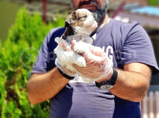 Shi̇h Tzu Yavrusu görsel