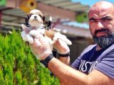 Shi̇h Tzu Yavrusu